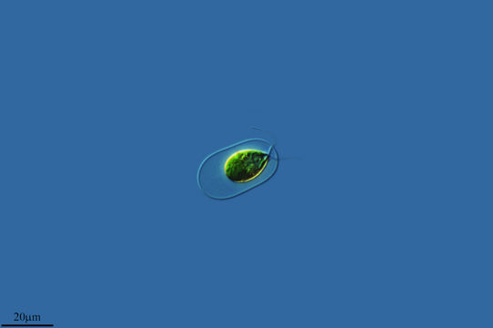 Image of <i>Vitreochlamys velata</i> (Korshikov) H. Ettl 2003