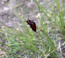 Plancia ëd Lycus sanguinipennis Say 1823