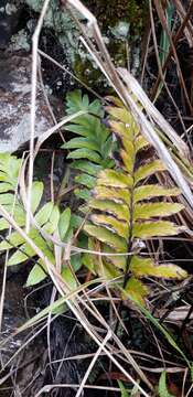 Image of Asplenium platybasis Kunze