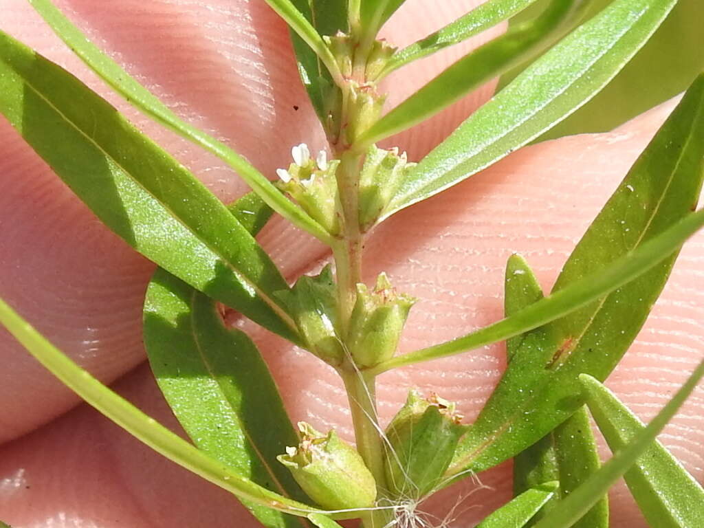 Image of lowland rotala