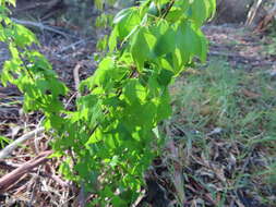 Image of three-toothed maple