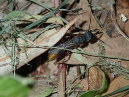 Image of Myrmecia fulviculis Forel 1913