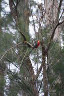 Image of Western Rosella