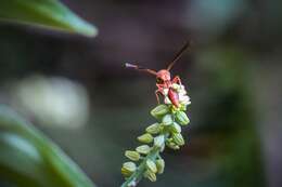 Image of Potter wasp