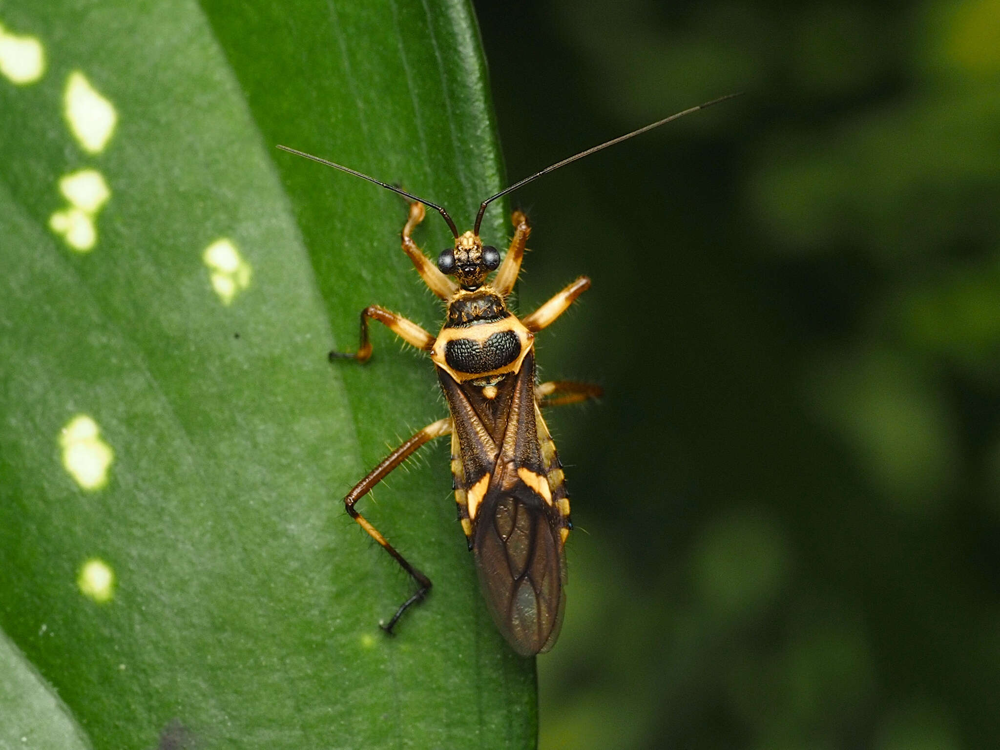 Image of Inara flavopicta Stål 1859