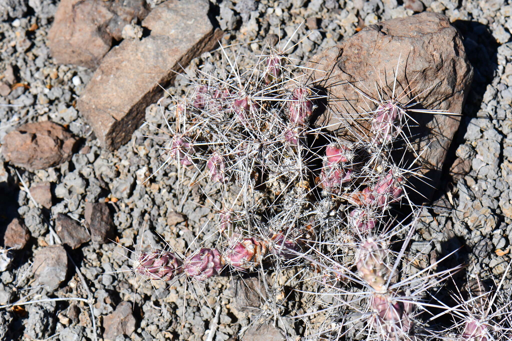 Image of Graham's pricklypear