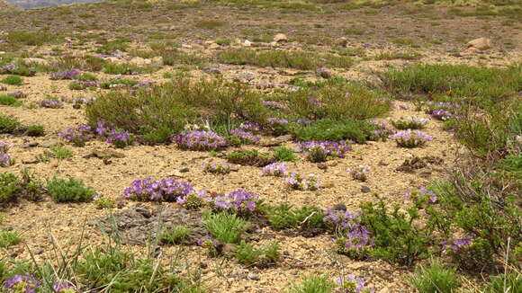 Sivun Viola cotyledon Ging. kuva