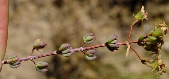 Image of Lampranthus dregeanus (Sond.) N. E. Br.