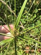 Image of Rough Flat Sedge