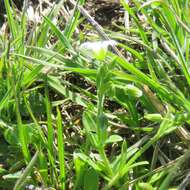 صورة Cerastium brachypodum (Engelmann ex A. Gray) B. L. Rob.