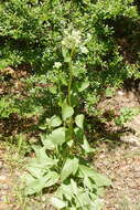 Image of groovestem Indian plantain