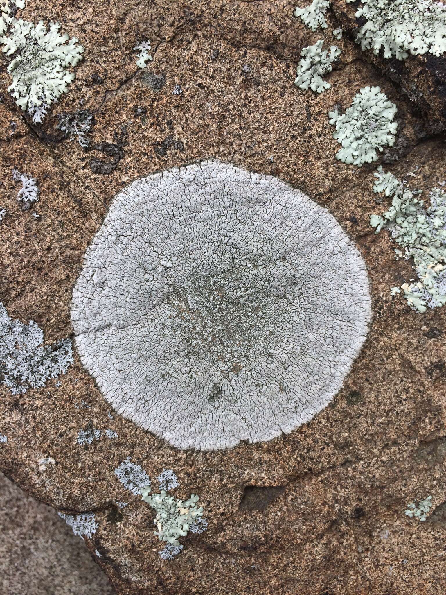 Image of rimmed lichen