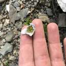 Image of Little Belt Mountain thimbleweed