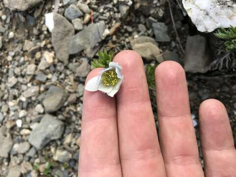 Imagem de Anemone lithophila Rydb.