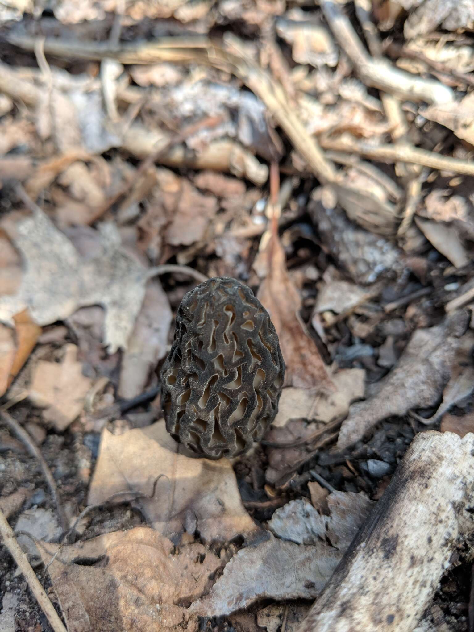 Image of Morchella angusticeps Peck 1887