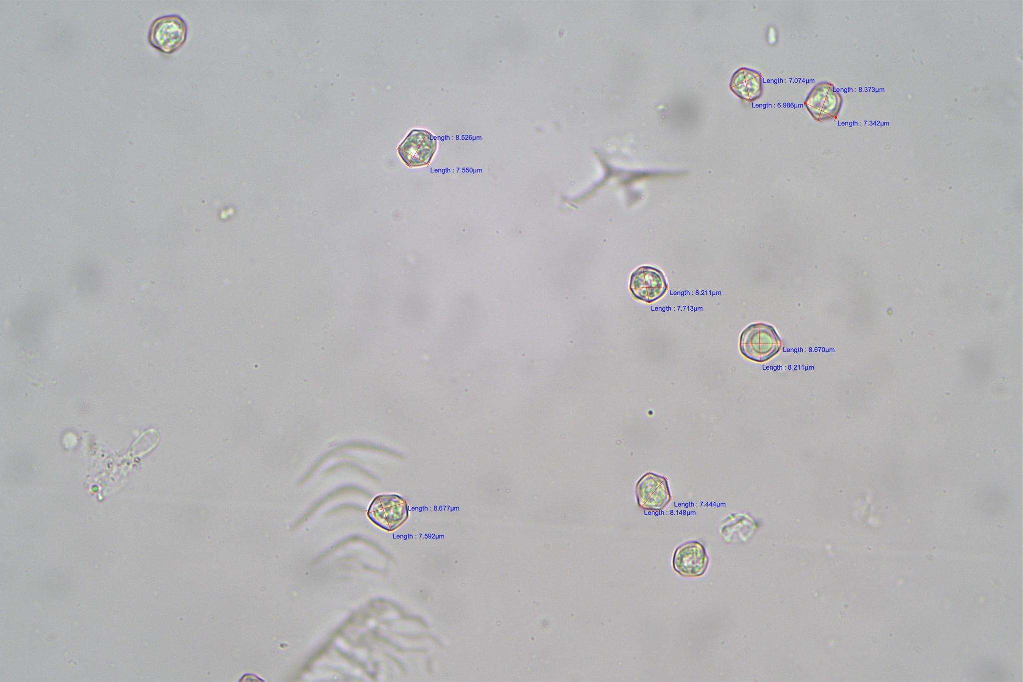 Image of Entoloma austrorhodocalyx G. M. Gates & Noordel. 2007