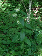 Слика од Asclepias exaltata L.