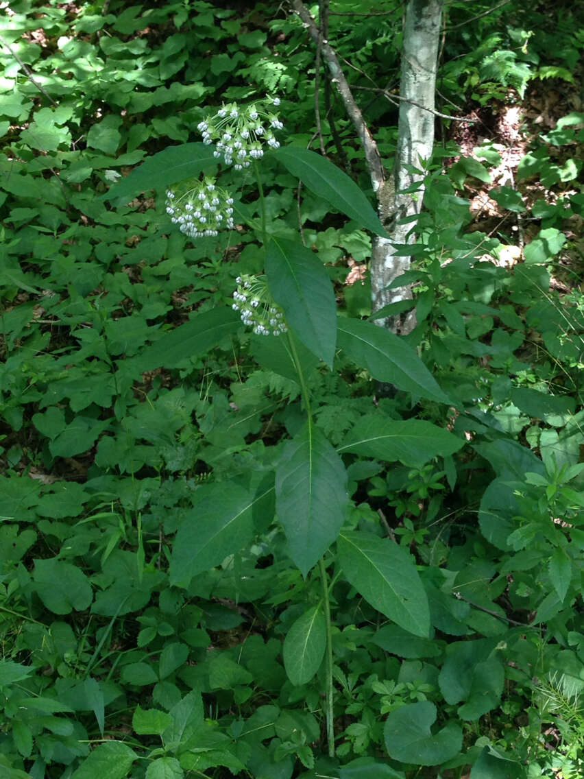 Слика од Asclepias exaltata L.