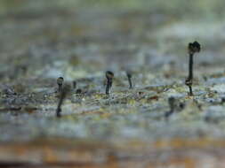 Image of Spike lichen;   Rusted stubble