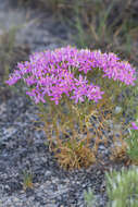 Image of Quinineweed