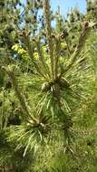 Image of Japanese Black Pine