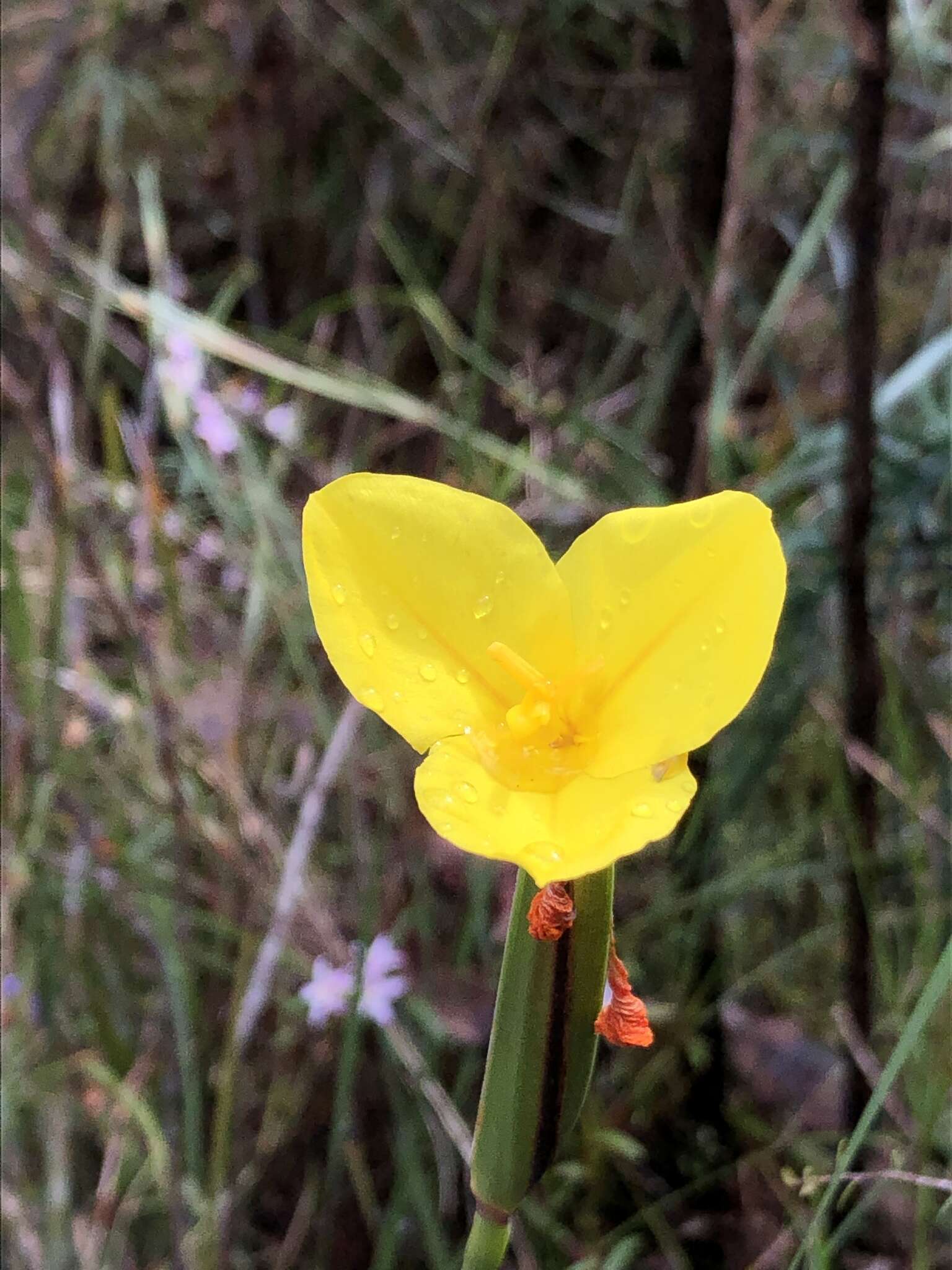 Image of Patersonia umbrosa Endl.