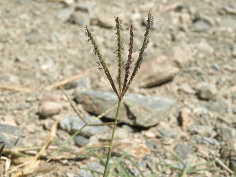 Image of Bermuda grass
