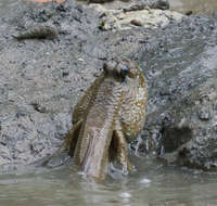 Image of Giant mudskipper