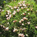 Imagem de Trifolium acaule A. Rich.