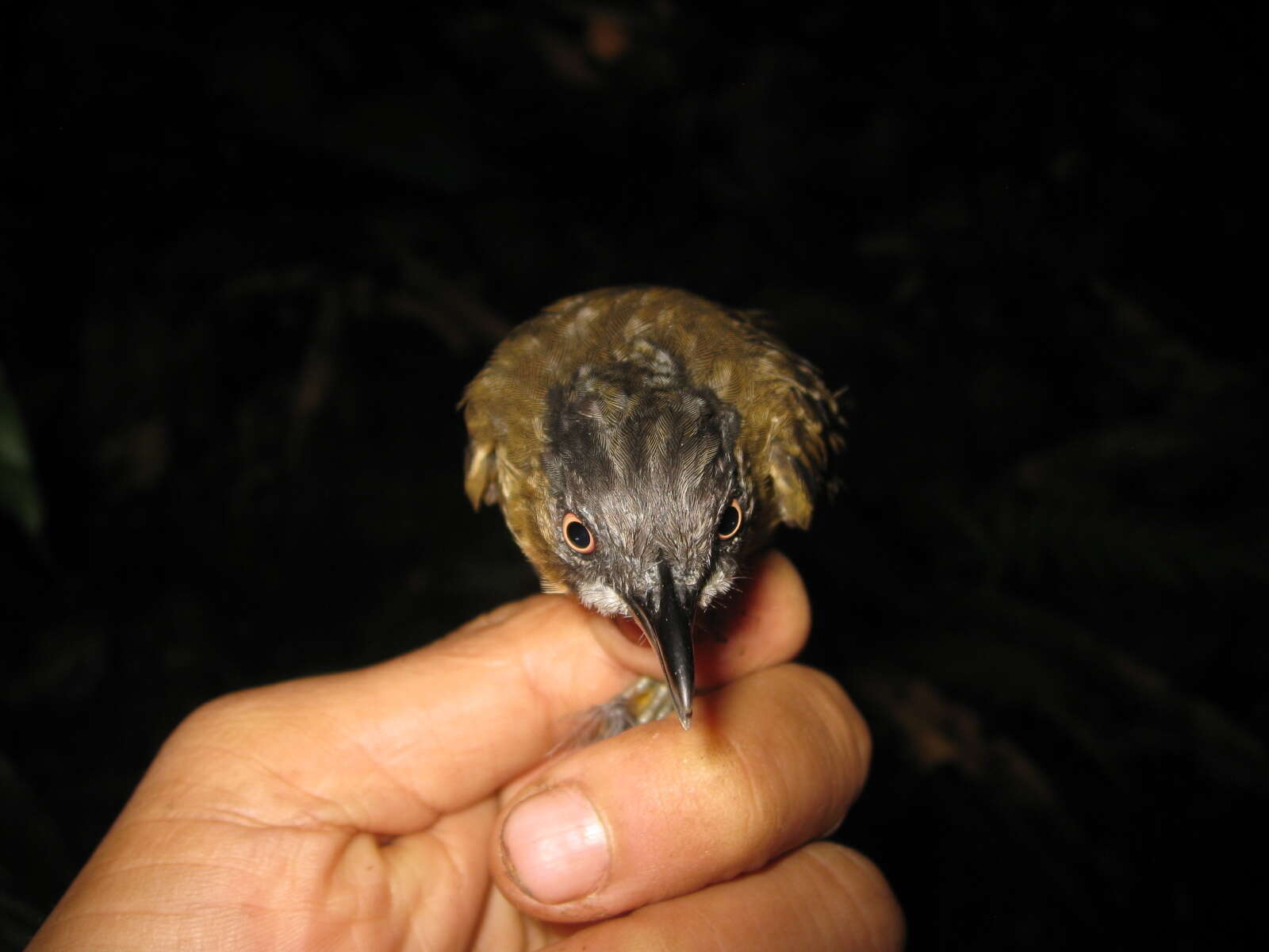 Image of Grey-throated Babbler