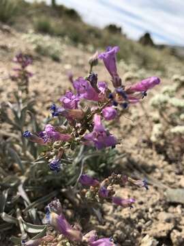 Image of Owens Valley beardtongue