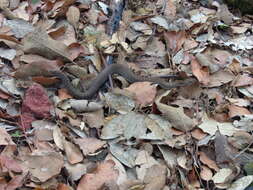 Image of Arizona ridge-nosed rattlesnake