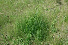 Image of narrow-leaved meadow-grass