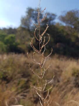 Image of Cross grass