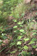 Image of Artemisia keiskeana Miq.