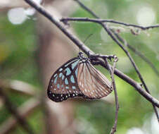 Image of Ideopsis vulgaris contigua Talbot 1939