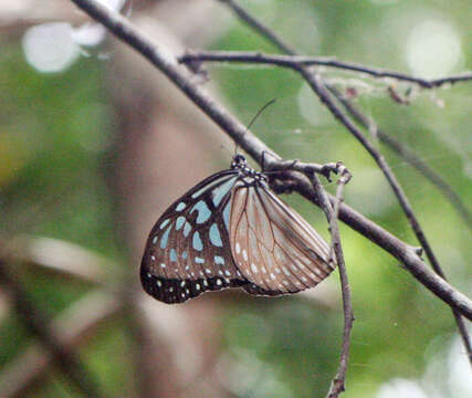 Image of Ideopsis vulgaris contigua Talbot 1939