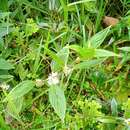 Image of Hedyotis rugosa (Blume) Korth.