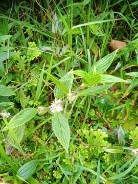 Image of Hedyotis rugosa (Blume) Korth.