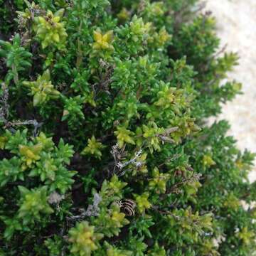 Image of Thymus carnosus Boiss.