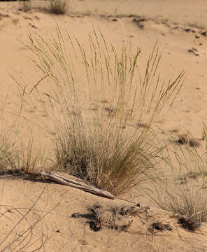 Image of Festuca beckeri (Hack.) Trautv.