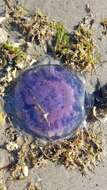 Image of Blue Jellyfish