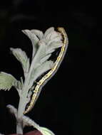 Image of Three-staffed Underwing