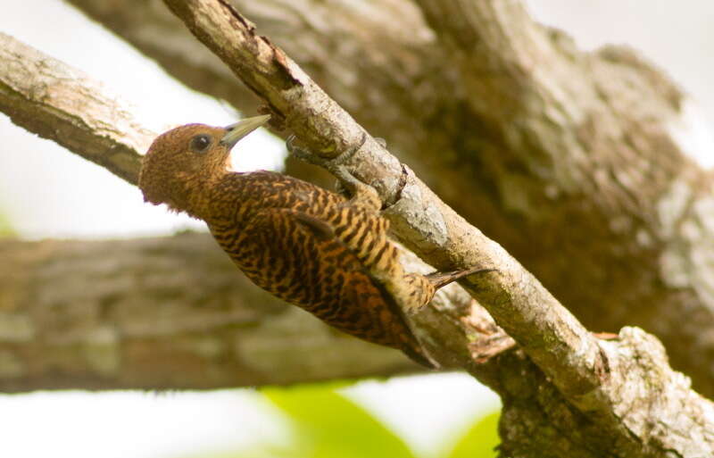 Image of Waved Woodpecker