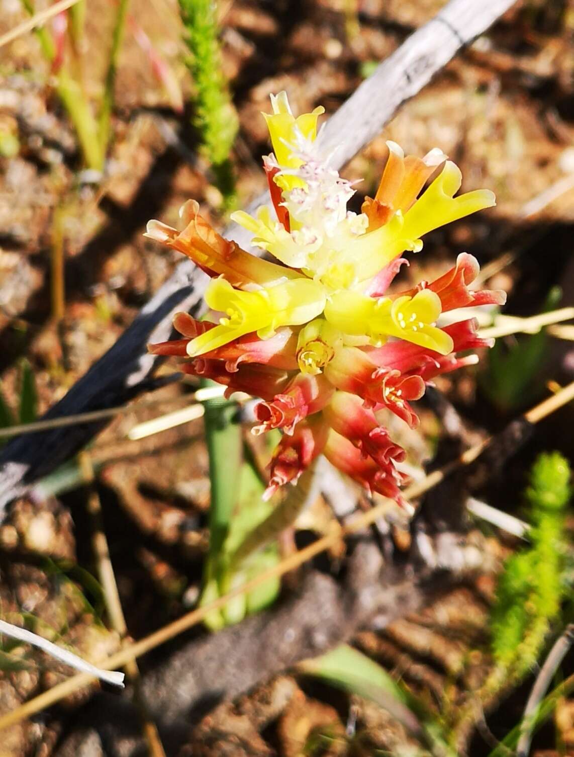 Image of Lachenalia orchioides (L.) Aiton