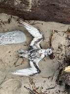 Image of Mottled Petrel