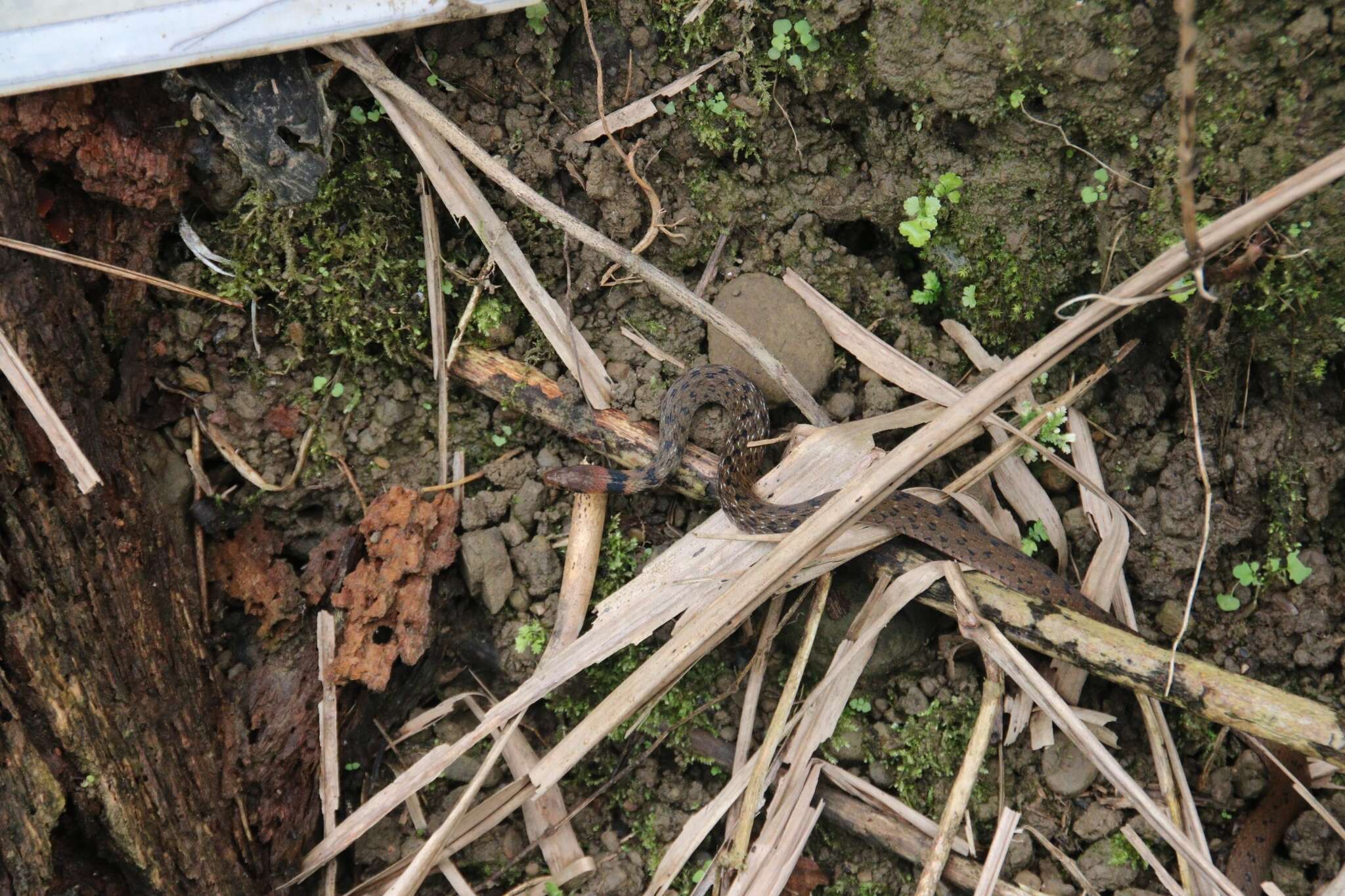 Image of Taiwan Keelback