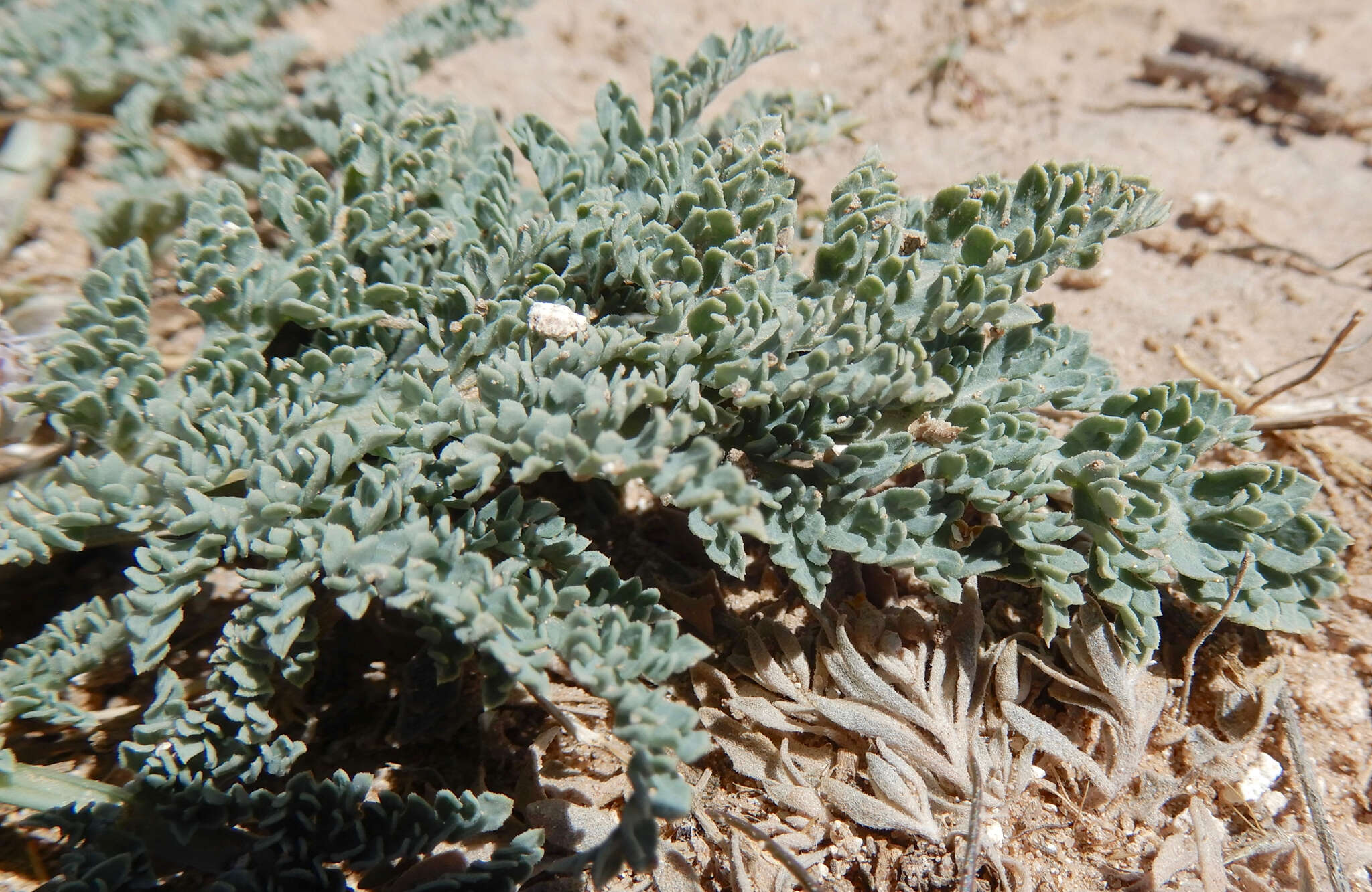 Слика од Vesper montanus (Torr. & A. Gray) R. L. Hartm. & G. L. Nesom