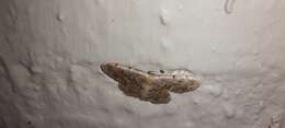 صورة Idaea inquinata Scopoli 1763