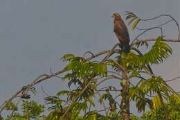 Image of Rufous Crab Hawk